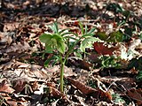 Hellebore în Apenini