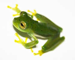 Emerald Glass Frog (Centrolene prosoblepon) lightbox cropped.png