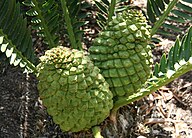 Plant Emblem of Zimbabwe