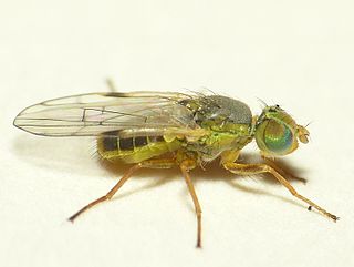 <i>Ensina</i> Genus of fly