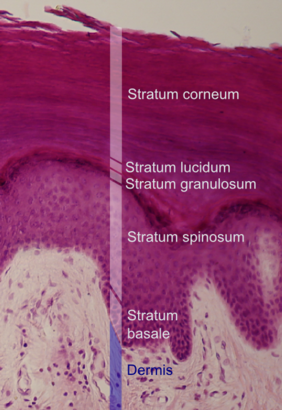 Wirbeltiere Epidermis: Stratum basale, Stratum spinosum, Stratum granulosum