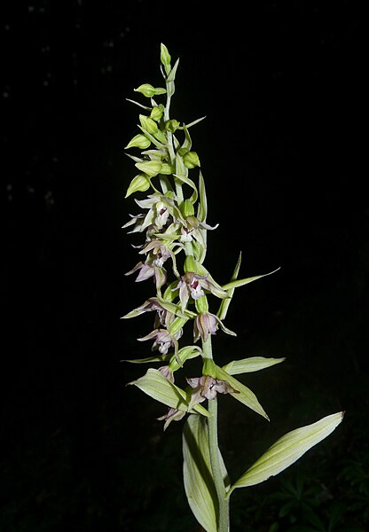 File:Epipactis neglecta 170708.jpg