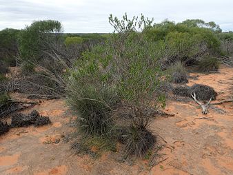 E. occidens growing near Shark Bay Eremophila occidens (habit).jpg