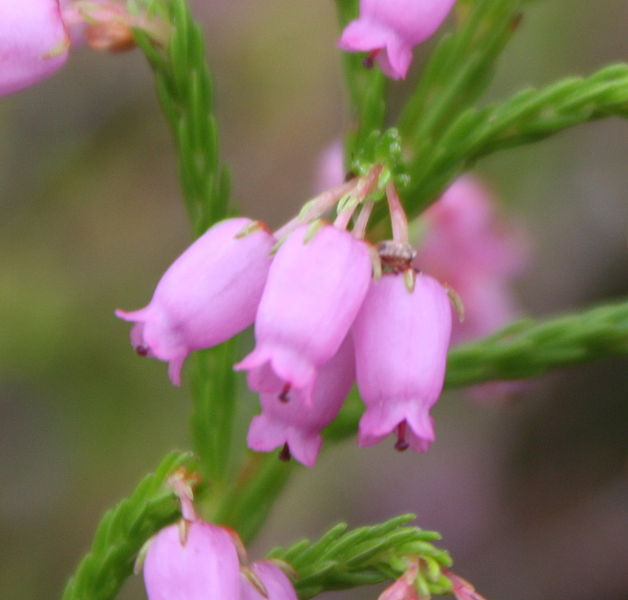 File:Erica laeta var incisa Rd to Cape Point Jan 13 (3).jpg