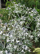 Eryngium giganteum (14411922689).jpg 