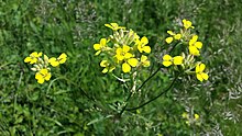 Hallikas harakalatv Erysimum diffusum