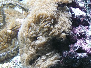 <i>Erythropodium caribaeorum</i> Species of coral