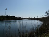 Català: El Remolar-Filipines o Pas de les Vaques (Baix Llobregat) (El Prat de Llobregat, Sant Boi de Llobregat, Viladecans). Desembocadures històriques de rius i rieres. This is a a photo of a wetland in Catalonia, Spain, with id: IZHC-08001104 Object location 41° 17′ 02.4″ N, 2° 03′ 54″ E  View all coordinates using: OpenStreetMap