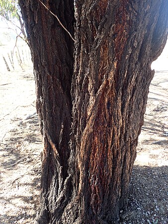 bark Eucalyptus caleyi bark.jpg