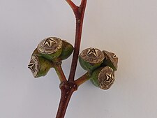 fruit Eucalyptus dealbata fruit.jpg