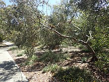 Eucalyptus incerata habit.jpg