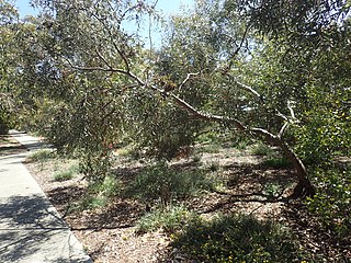 <i>Eucalyptus incerata</i> Species of eucalyptus