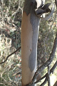 Bark Eucalyptus varia bark.jpg