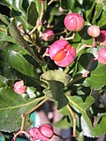 Thumbnail for Euonymus acanthocarpus