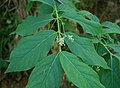 Voralpen-Spindelstrauch (Euonymus latifolius)