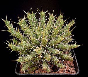 Euphorbia actinoclada3 ies.jpg