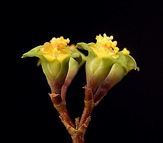 <i>Euphorbia neobosseri</i> Species of flowering plant