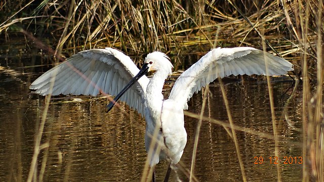 File:Eurasian_spoonbill.JPG