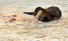 Otter feeding on fish European Otter.jpg