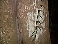 Euroschinus falcata, bark on large tree Hacking River, Australia