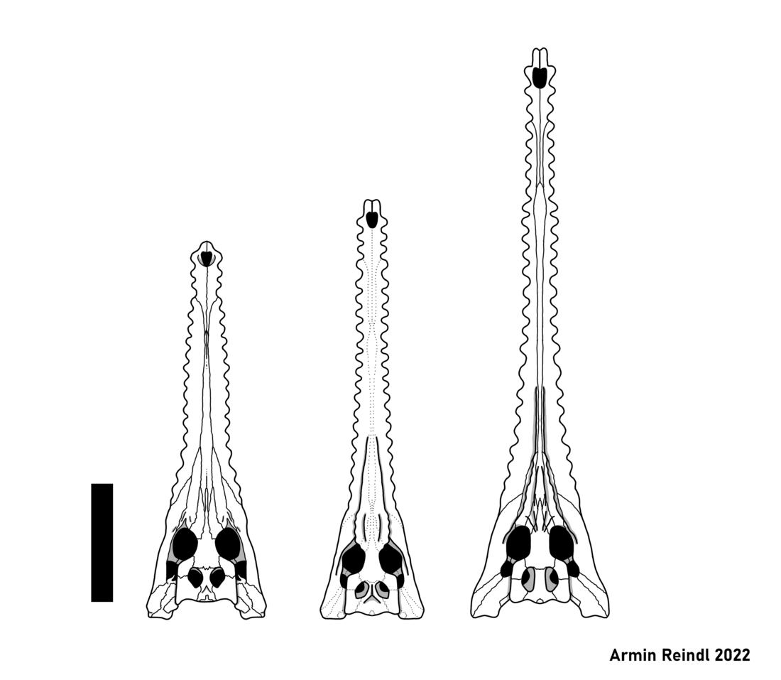 Euthecodon