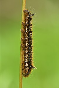 Commons:Featured picture candidates/Set/Euthrix potatoria caterpillar