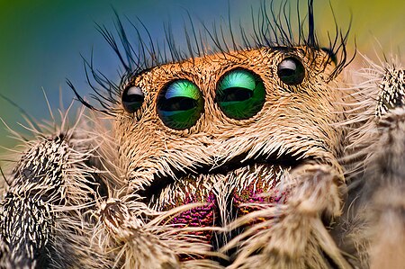Tập_tin:Eyes_of_a_Female_Jumping_Spider_-_Phidippus_regius_-_Florida_(8177287529).jpg