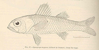 <i>Parascombrops argyreus</i> Species of fish
