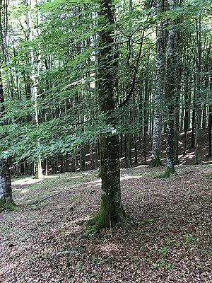 Fagus Sylvatica