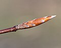 Thumbnail for File:Fagus grandifolia (American Beech) (25532125204).jpg