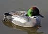 Falcated.duck.arp.750pix.jpg