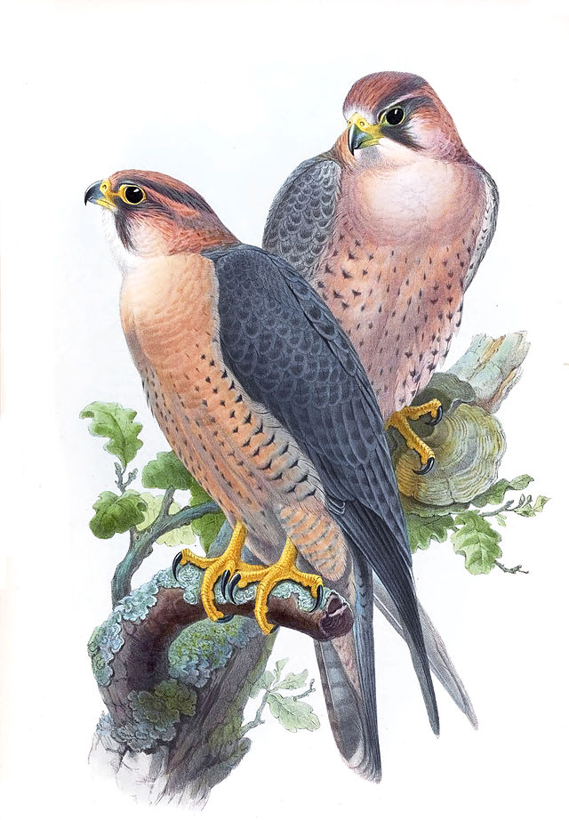 File:FalcoPeregrinusBabylonicusGould.jpg