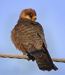Falco vespertinus.jpg