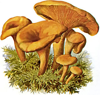 Hygrophoropsidaceae Family of fungi
