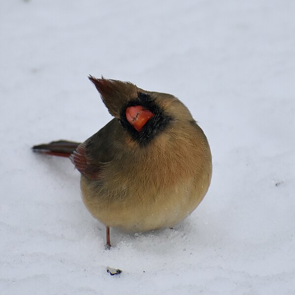 File:FeNoCa - female northern cardinal in Prospect Park.jpg