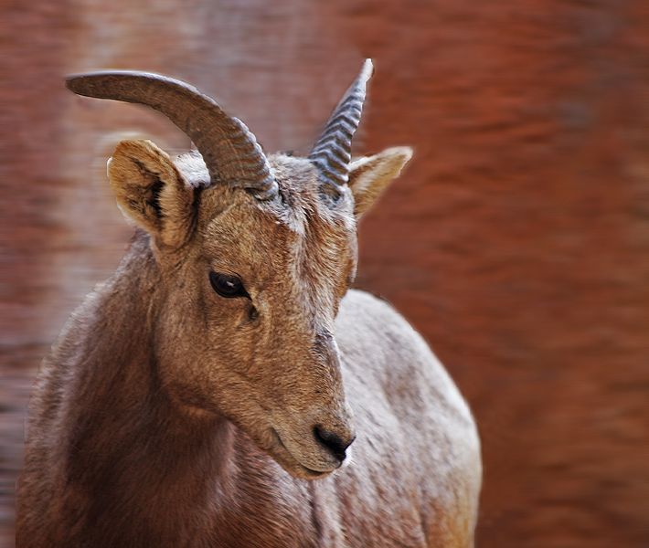 File:Femalebighorn.jpg