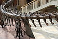 Fernbank Museum - Atlanta - Flickr - hyku (8).jpg