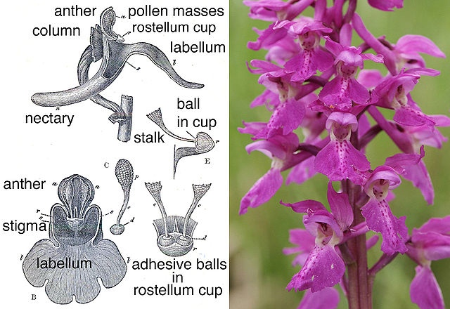 photograph of a spire of purple flowers, and drawing showing the working parts of the flower