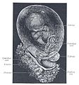 From Henry Gray (1821–1865). Anatomy of the Human Body. A small part of the placenta is shown at the bottom, while the fluid-filled amnion surrounds it.