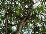 Ficus Lutea