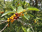 沙漠無花果（英語：Ficus platypoda） Desert fig