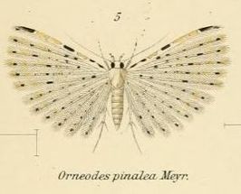 Alucita pinalea