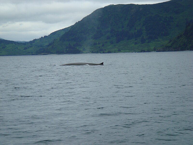File:Fin Whale surfacing in Raspberry Straight.JPG