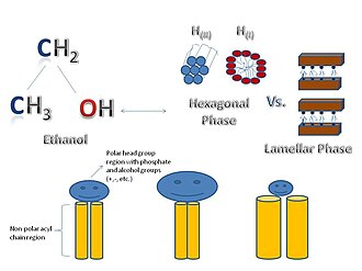 Schematic of how the addition of ethanol induces non-lamellar phases; hexaganol(I) and hexagonal(II) versus the lamellar phase described as the bilayer on top of bilayer. Below the schematic is an example of how the hydrophilic region (head group) can be larger or smaller than the hydrophobic region (acyl chains) which affects the curvature as well as the phase of the phospholipid. Final Image.jpg