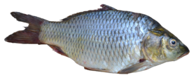 Fish - Puntius sarana from Kerala (India).png