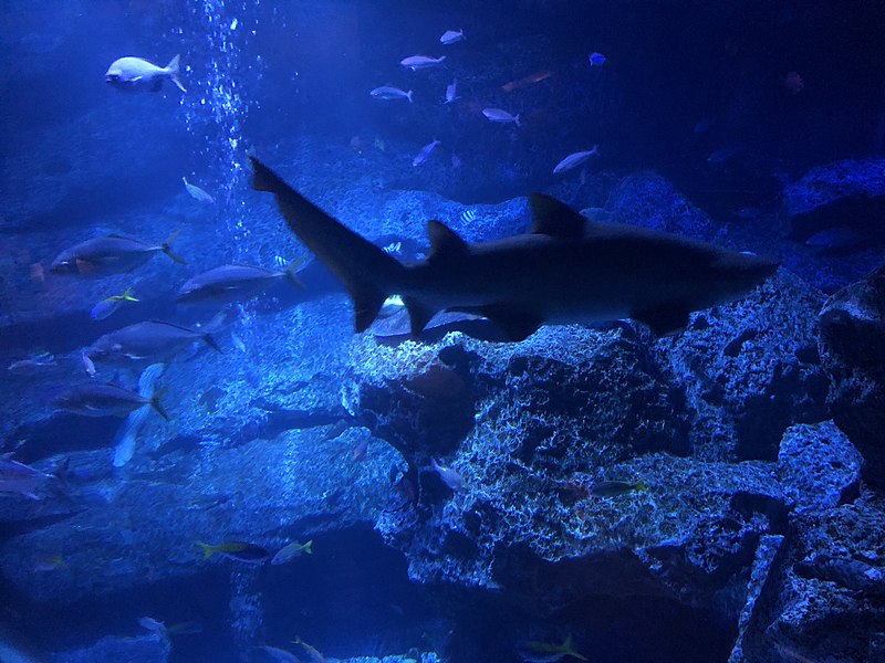 File:Fishes in Sumida Aquarium 20180215.jpg