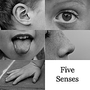 Five Senses.jpg