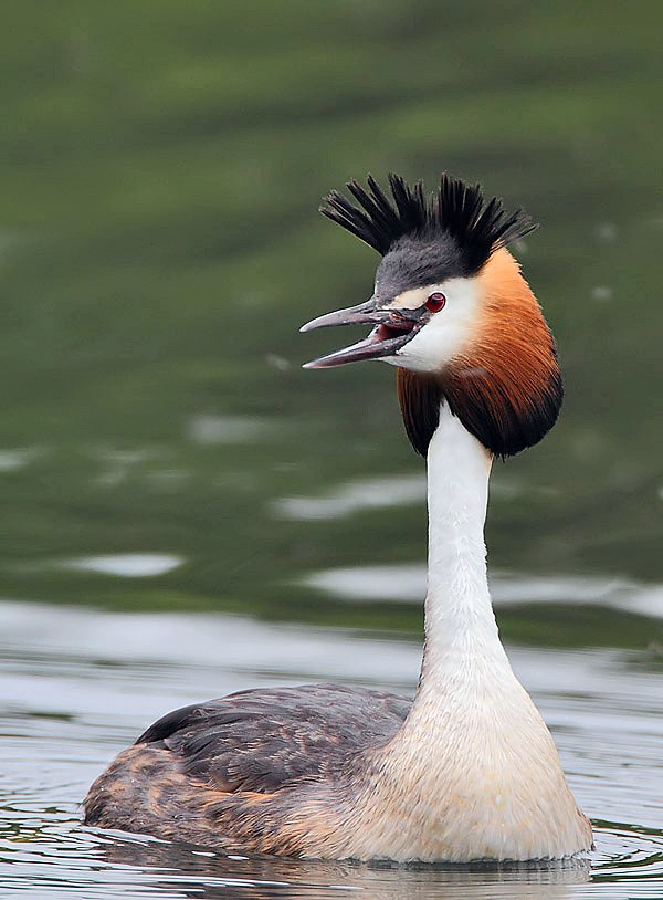 Grebe