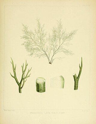 <span class="mw-page-title-main">Scytothamnales</span> Order of algae