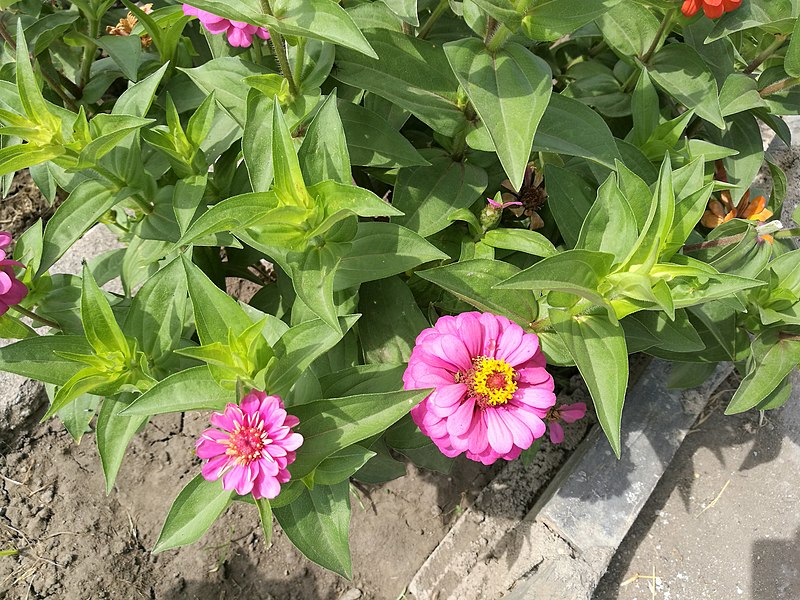 File:Flors als jardins del Parque de las Musas de Chiclayo03.jpg